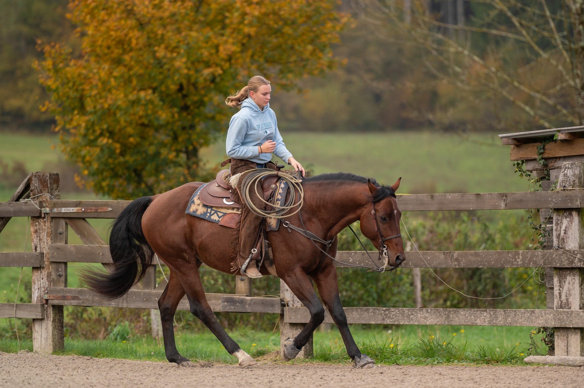Rider in a western saddle on a bay horse, rope in hand